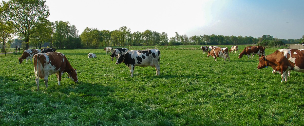 Onze koeien