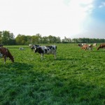 Onze koeien