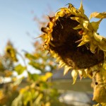 Bloemen