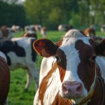 Koeien in de weide